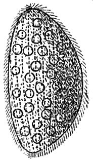 1290. Opalina ranarum.