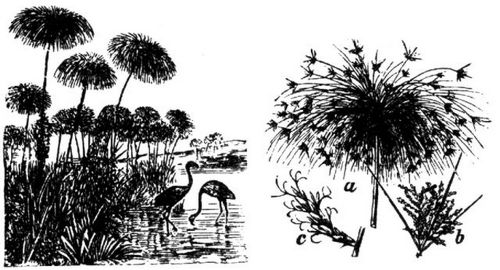 1326. Papyrusstaude; a Blütenschopf, b Gruppe von Ährchen, c einzelnes Ährchen.