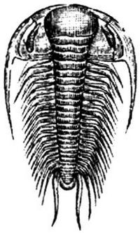 1331. Paradoxides bohemicus.