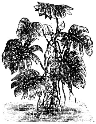 1382. Philodendron pertusum.