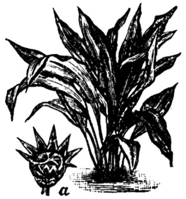 1404. Plectogyne variegata (a Blütenknospe).