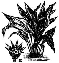 1404. Plectogyne variegata (a Bltenknospe).