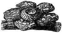 1468. Rafflesia Hasselti.