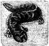 1512. Riesensalamander.