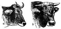 1515. Allguer Rind: a Kuh, b Stier.