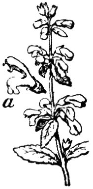 1575. Gartensalbei.