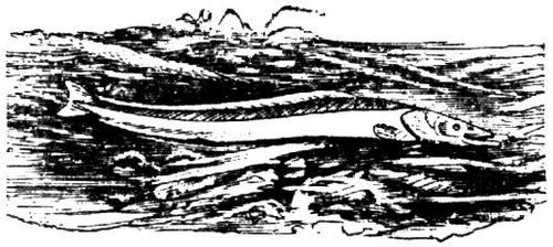 1584. Kleiner Sandaal.