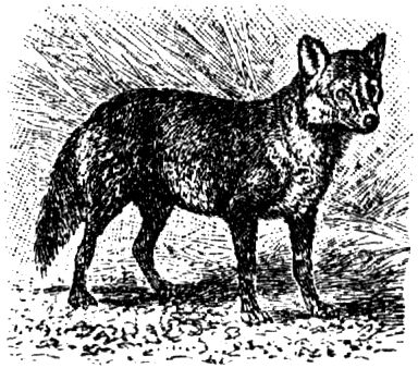 1606. Savannenhund.