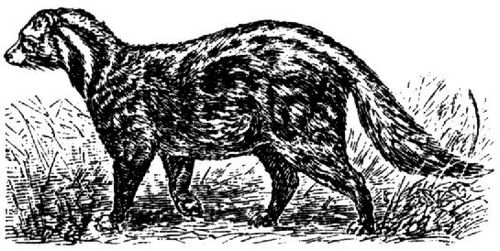 1642. Afrikanische Zibetkatze.