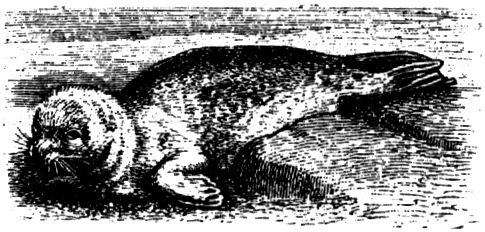 1699. Gemeiner Seehund.