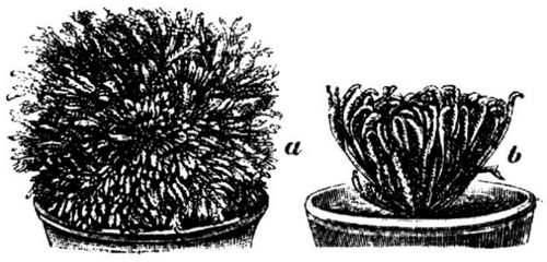 1721. Selaginella lepidophylla.