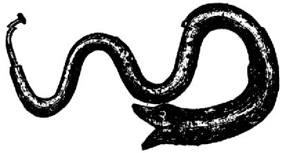 1729. Serpent.