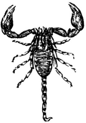 1753. Europäischer Skorpion.