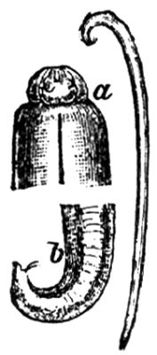 1792. Gemeiner Spulwurm (Männchen).