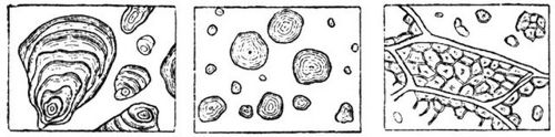 1797. a Kartoffel-, b Weizen-, c Reisstärke (vergr.).