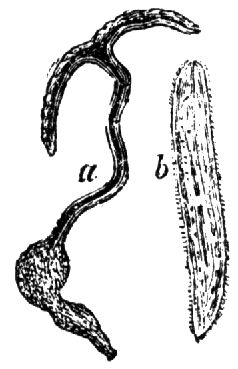 1807. Bonellia viridis.