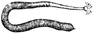 1808. Spritzwurm.
