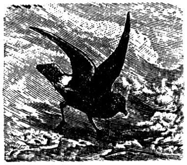 1832. Petersvogel.