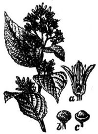 1836. Benzoebaum.