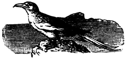 1886. Tropikvogel.