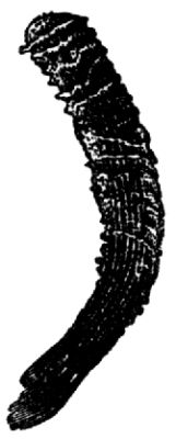 1911. Venusblumenkorb.