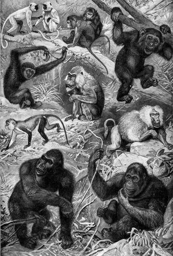 Affen. I. 1-3. Menschenähnliche Affen: 1. Gorilla (1,65-2 m; Westafrika). 2. Orang-Utan (1,35 m; ...