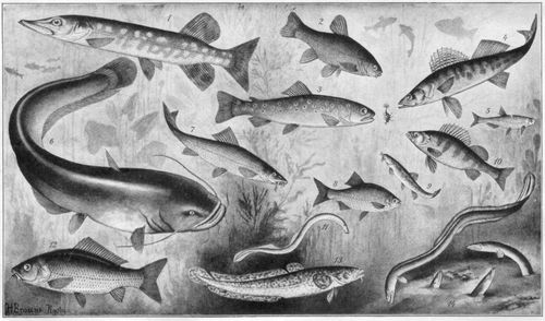 Fische. I. (Süßwasserfische) 1. Hecht (0,5-1 m). 2. Gemeine Schleie (20-50 cm). 3. Bachforelle (0,2-1 m). 4. Sander (0,5-1 m). 5. Ukelei (10-20 cm). 6. Donauwels (1-3 m). 7. Gemeine Barbe (30-70 cm). 8. Rotfeder (15-30 cm). 9. Schmerle (10-15 cm). 10. Flußbarsch (20-60 cm). 11. Flußneunauge (30-50 cm). 12. Gemeiner Karpfen (30-50 cm). 13. Aalraupe (30-50 cm). 14. Flußaal (0,5-1,5 m).