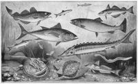 Fische. II. (Seefische.) 1. Kabeljau (bis 1,5 m). 2. Hering (20-35 cm). 3. Schellfisch (bis 90 cm). 4. Lachs (0,5-1,5 m). 5. Thunfisch (1-3 m). 6. Gemeine Makrele (30-60 cm). 7. Gemeiner Stör (2-6 m). 8. Seeteufel (0,6-1,8 m). 9. Flunder (20-50 cm). 10. Gemeiner Knurrhahn (40-80 cm). 11. Lamprete (bis 1 m).