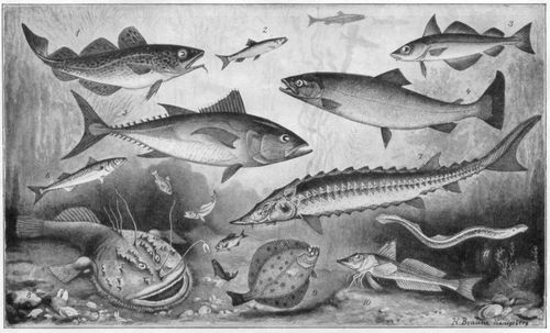 Fische. II. (Seefische.) 1. Kabeljau (bis 1,5 m). 2. Hering (20-35 cm). 3. Schellfisch (bis 90 cm). 4. Lachs (0,5-1,5 m). 5. Thunfisch (1-3 m). 6. Gemeine Makrele (30-60 cm). 7. Gemeiner Stör (2-6 m). 8. Seeteufel (0,6-1,8 m). 9. Flunder (20-50 cm). 10. Gemeiner Knurrhahn (40-80 cm). 11. Lamprete (bis 1 m).