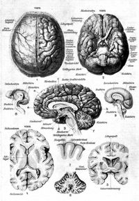 Nervensystem des Menschen. I. Gehirn. 1. Gehirn, im Schädel liegend, von oben gesehen; bei der rechten Hälfte ist die Harte Hirnhaut entfernt. 2. Gehirn von unten gesehen (Gehirnbasis). 3. Senkrechter Längsschnitt durch das Große und Kleine Gehirn in der Richtung der Mittellinie. 4. Wagerechter Schnitt in der Richtung a b der Fig. 3. 5. Frontaler senkrechter Schnitt in der Richtung c d der Fig. 3. 6. Schnitt durch das Kleine Gehirn in der Richtung e f der Fig. 3. 7. Großhirnwindungen im Querschnitt. 8. Gehirnhälfte eines fünfwöchigen, 9. eines sechsmonatigen Embryos.