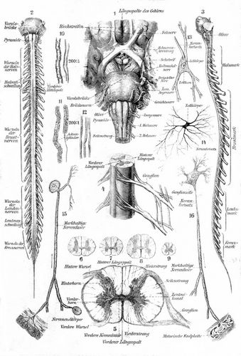 Nervensystem des Menschen. II. Rückenmark. Ganglienzellen. Nervenelemente. 1. Übergang des ...
