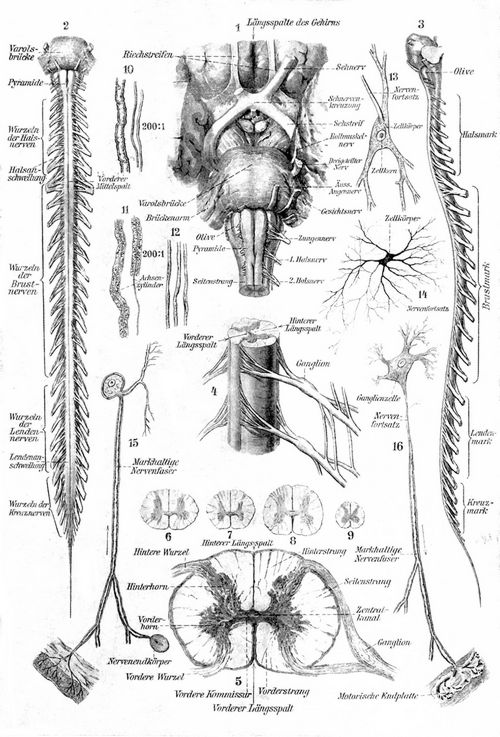 Nervensystem des Menschen. II. Rückenmark. Ganglienzellen. Nervenelemente. 1. Übergang des Rückenmarks ins Gehirn, von unten gesehen. 2. Rückenmark von vorn, 3. von links. 4. Austritt von Rückenmarksnerven aus dem Mark. 5. Verlauf der Nervenfasern im Rückenmark (Querschnitt). 6. Querschnitt durch das Rückenmark im Hals-, 7. im Rücken-, 8. im Lenden-, 9. im Endteil. 10. Markhaltige Nervenfasern. 11. Ebensolche, mit sichtbar gemachtem Achsenzylinder. 12. Marklose Nervenfasern. 13. Motorische Ganglienzelle aus dem Rückenmark. 14. Sensible Ganglienzelle. 15. Schema der sensiblen Nervenfaser. 16. Schema der motorischen Nervenfaser.