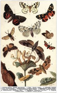 Schmetterlinge II.