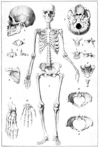 Skelett. Skelett des Menschen. 1. Skelett von vorn. 2. Schädel, von links. 3. Schädelbasis. 4. ...