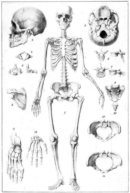 Skelett. Skelett des Menschen. 1. Skelett von vorn. 2. Schädel, von links. 3. Schädelbasis. 4. Erster Halswirbel (Atlas), von oben. 5. Zweiter Halswirbel (Epistropheus), von oben und von der Seite. 6 Mittlerer Brustwirbel, desgl. 7. Vierter Lendenwirbel, desgl. 8. Schulterblatt, von hinten. 9. Kreuzbein, von vorn. 10. Steißbein, desgl. 11. Rechter Fuß, von oben. 12. Rechte Hand, desgl. 13. Männliches, 14. Weibliches Becken, von oben.