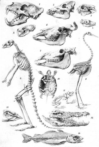 Skelett II. Skelette und Schadel von Tieren. 1. Schädel vom Löwen, 2. Marder, 3. Hasen, 4. Igel, 5. ...