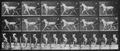 Muybridge, Eadweard: Katydid mit Sulky (0.70 Sekunden) [1]
