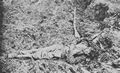 Brady, Mathew B.: Tote konfderierte Soldaten in einem Graben bei Petersburg