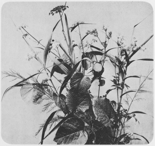 Braun, Adolphe: Blumen