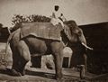 Dayal, Raja Lala Deen: Elefant mit Mahout