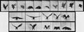 Muybridge, Eadweard: Fliegender Adler (0.40 Sekunden)