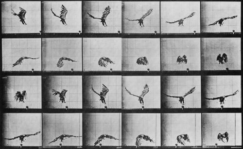 Muybridge, Eadweard: Nahe der Erde fliegender Adler (0.19 Sekunden)