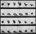 Muybridge, Eadweard: Nahe der Erde fliegender Adler (0.21 Sekunden)