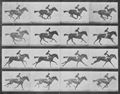 Muybridge, Eadweard: Annie G. mit Jockey (0.31 Sekunden)