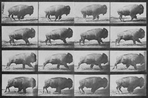 Muybridge, Eadweard: Galoppierendes Bison im Querlauf (0.29 Sekunden)