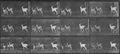 Muybridge, Eadweard: Galoppierender Bock und Dammhirschkühe (0.71 Sekunden)