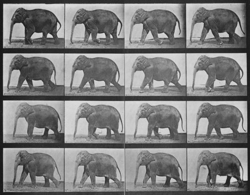 Muybridge, Eadweard: Gehender Elefant (0.63 Sekunden im Durchschnitt)