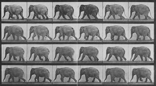 Muybridge, Eadweard: Schlendernder Elefant (0.36 Sekunden)
