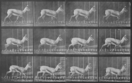Muybridge, Eadweard: Trottende Gazelle