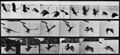 Muybridge, Eadweard: Fliegender Geier (0.40 Sekunden)